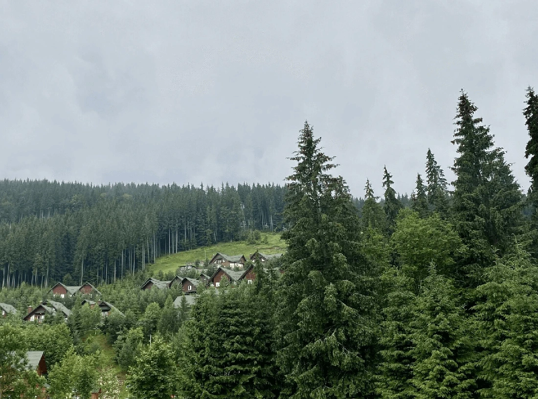 Гірське селище в Карпатах серед хвойного лісу на схилі, фото fomich.ua